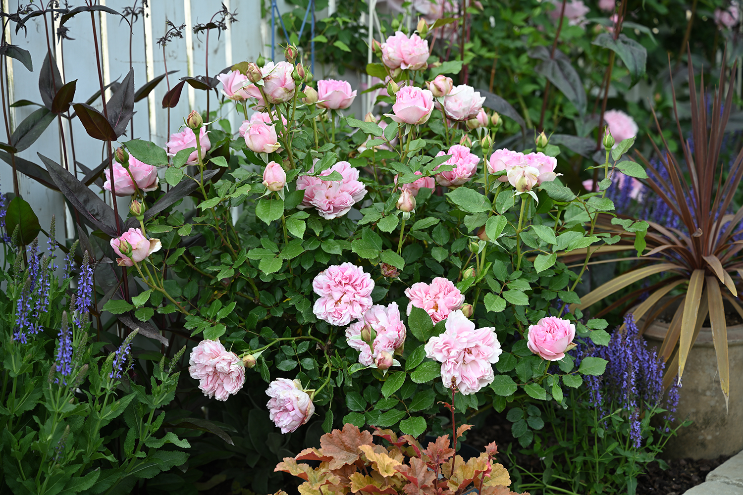 ローズ・アントワネット | デルバールJAPON