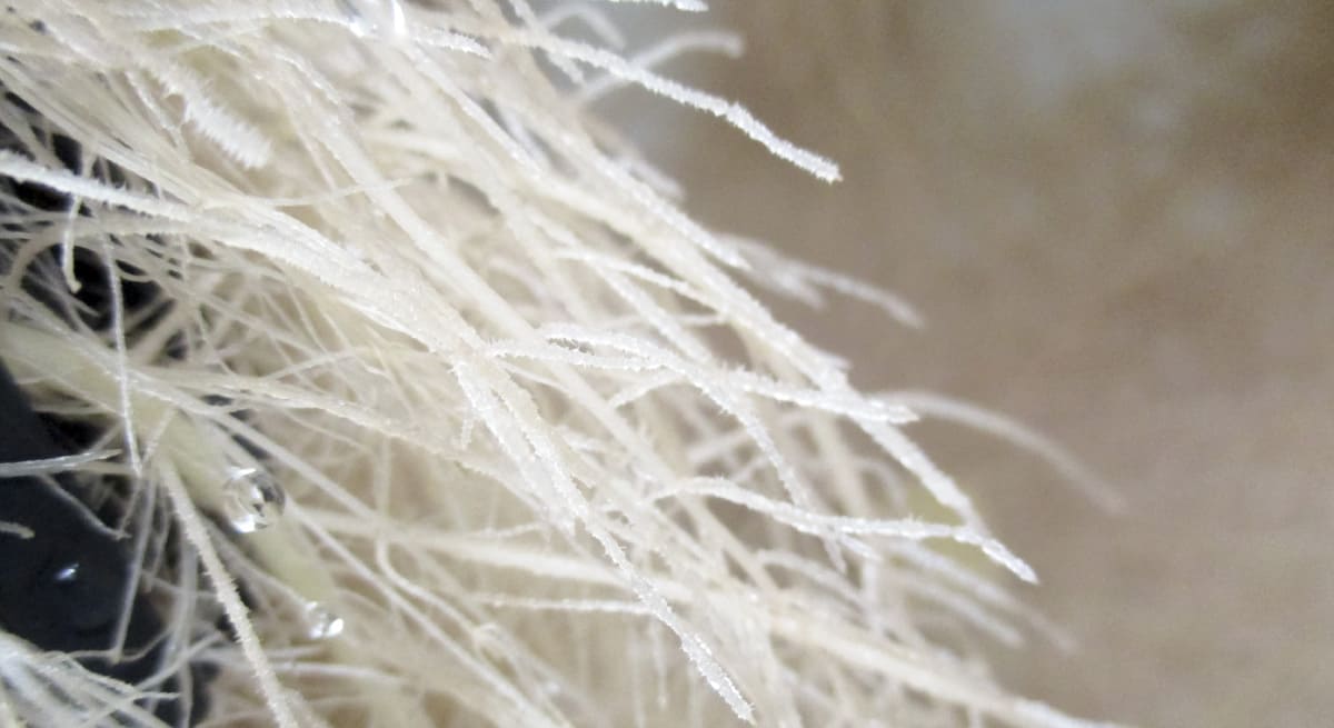 ドライフォグ栽培システム IKEUCHIPONICS｜水耕栽培を進化させる噴霧耕