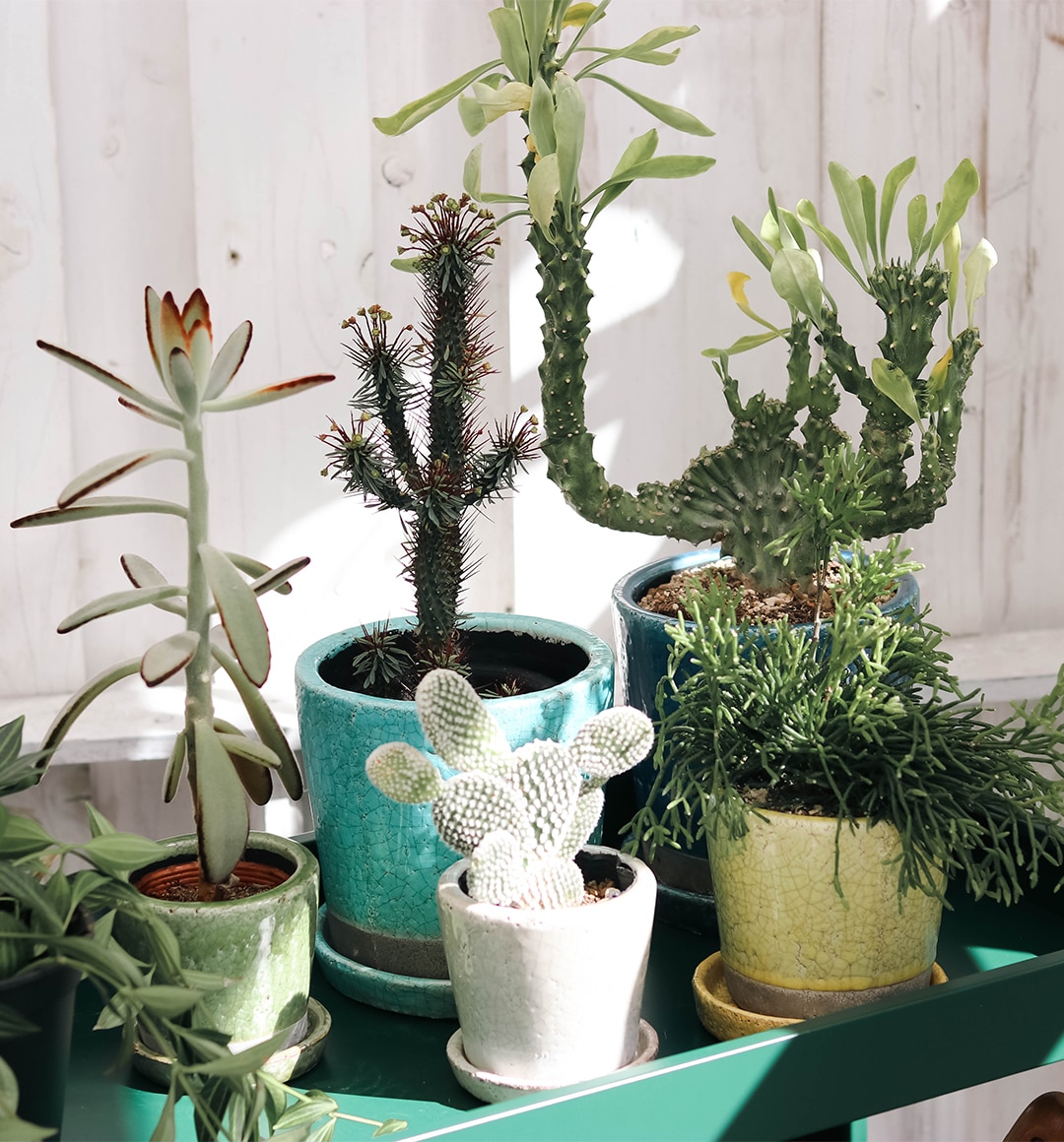 個性溢れるポット・プランター | 豊富なバリエーション