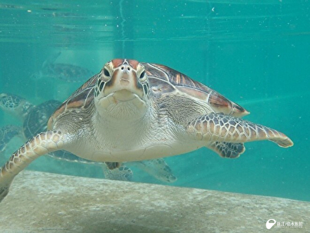 ウミガメの浜辺 | 展示 | 新江ノ島水族館