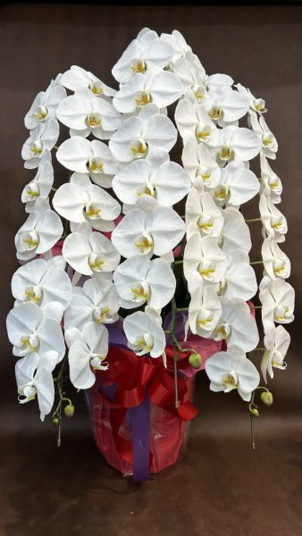 胡蝶蘭3本立ち8寸サイズ | 西宮市｜アレンジメント 生花 ギフト