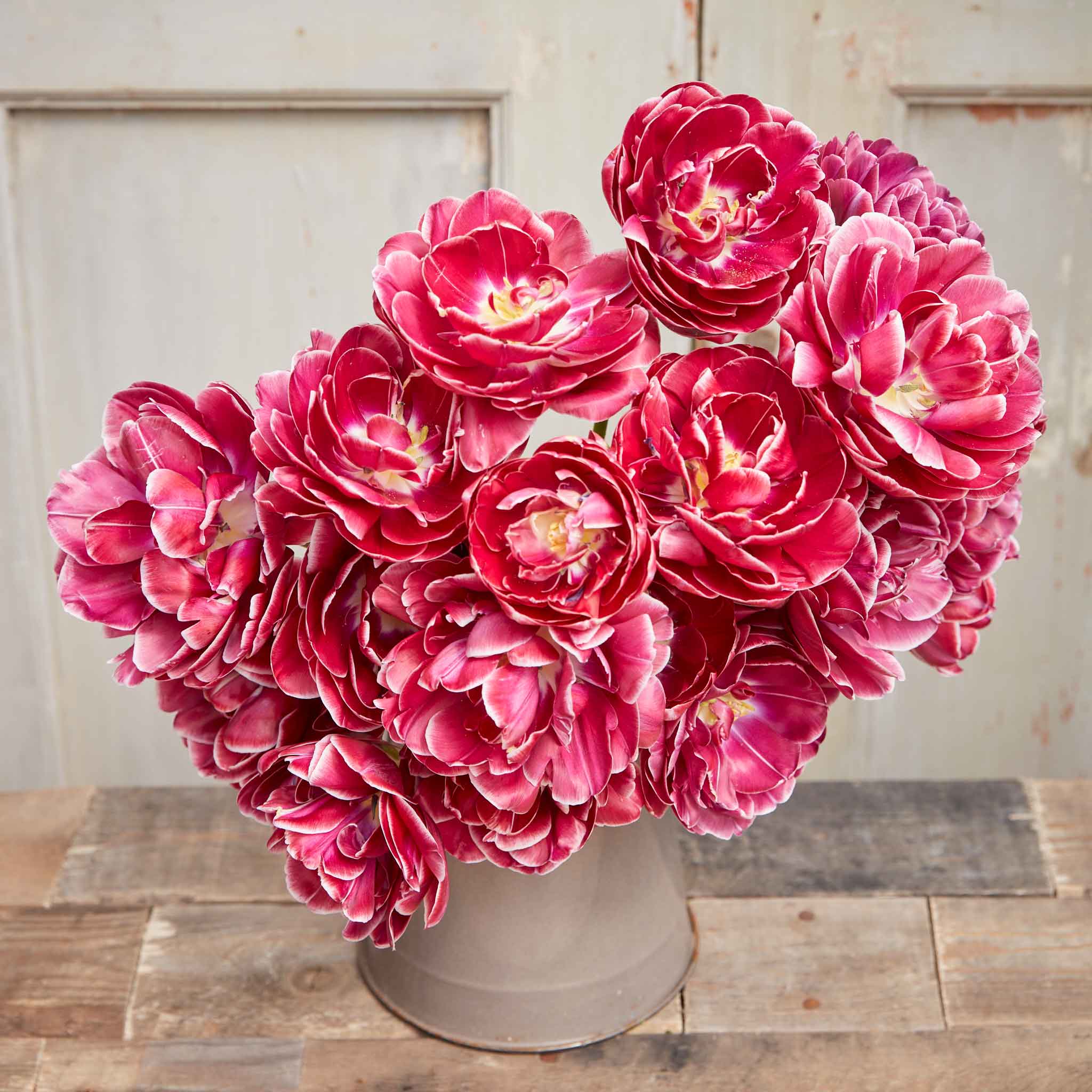 Double Late Tulip Bulbs - Dream Touch | Fall Flower Bulbs | Eden