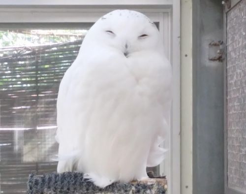 魅惑の猛禽類 - 自然動物園 - 公益財団法人 えどがわ環境財団