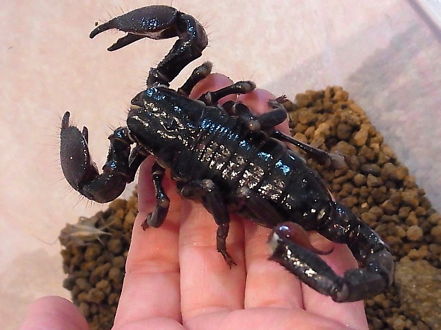 ダイオウサソリ☆♀ - exotic-supply（エキゾチックサプライ）