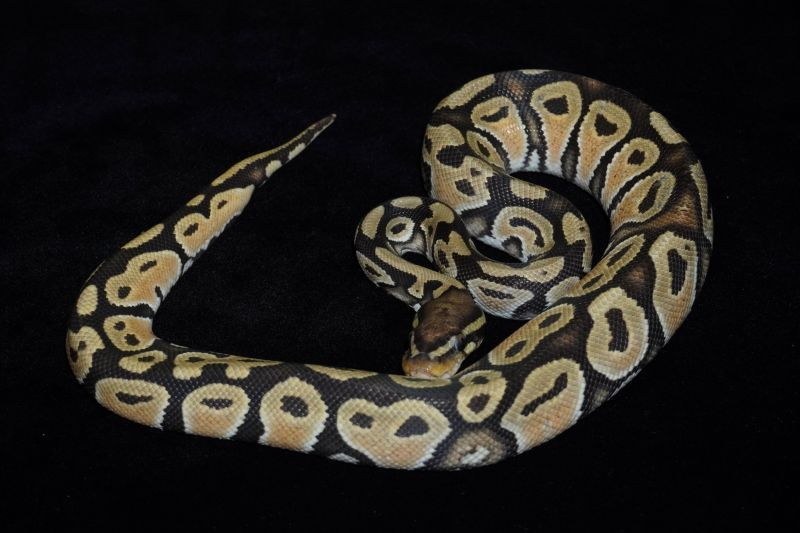 ボールパイソン ハイポオレンジドリーム 販売 エキゾチックサプライ 大阪