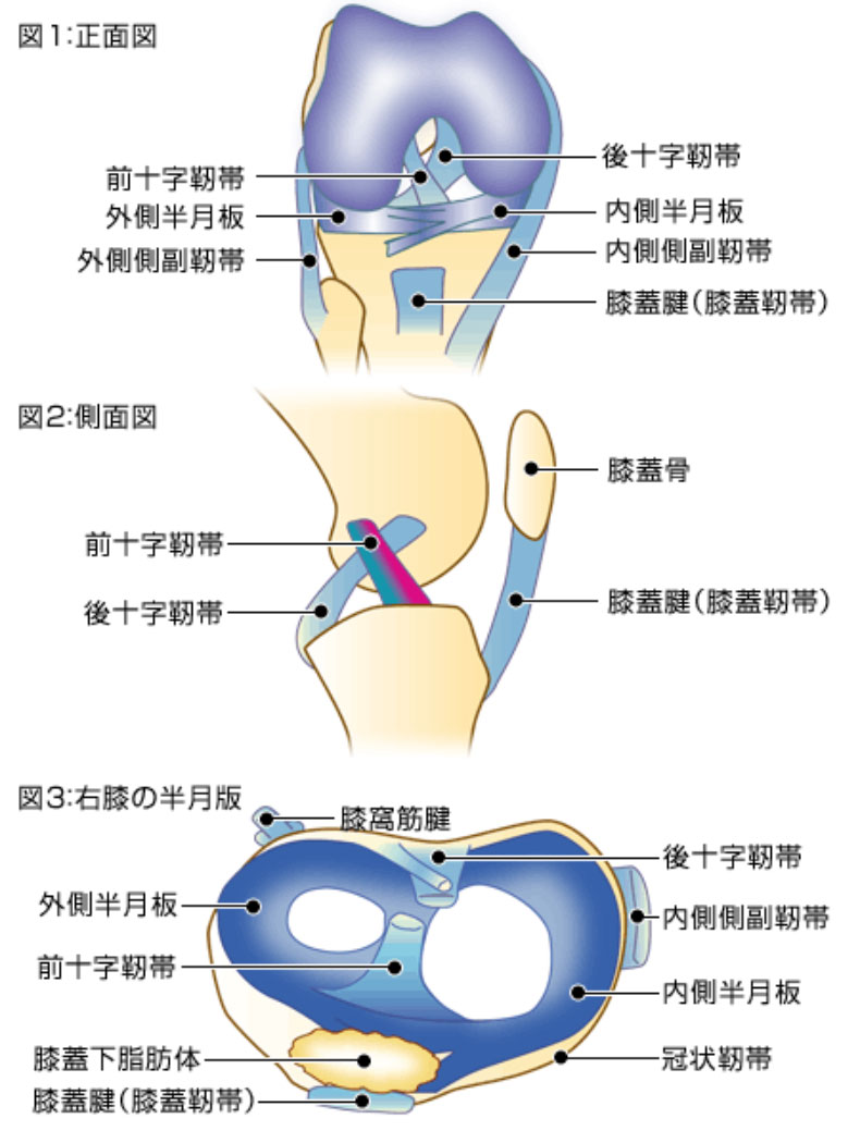 膝関節の疾患と手術：整形外科の専門手術 人工関節手術・関節鏡視下