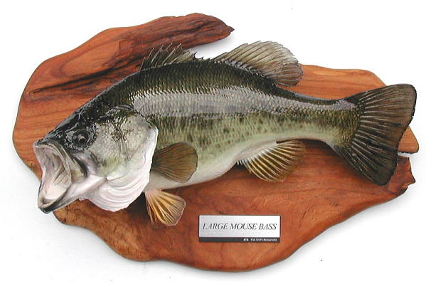 ブラックバス剥製【フィッシュクラフトマツモト】