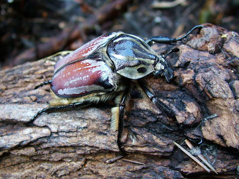 Flower Beetles - Goliathus :: ..