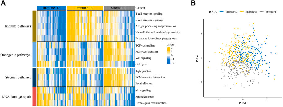 Frontiers | Identification of novel immune-related molecular