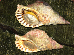 鹿児島県内で採集した「中型・小型・微小貝の貝殻280種類」 鹿児島