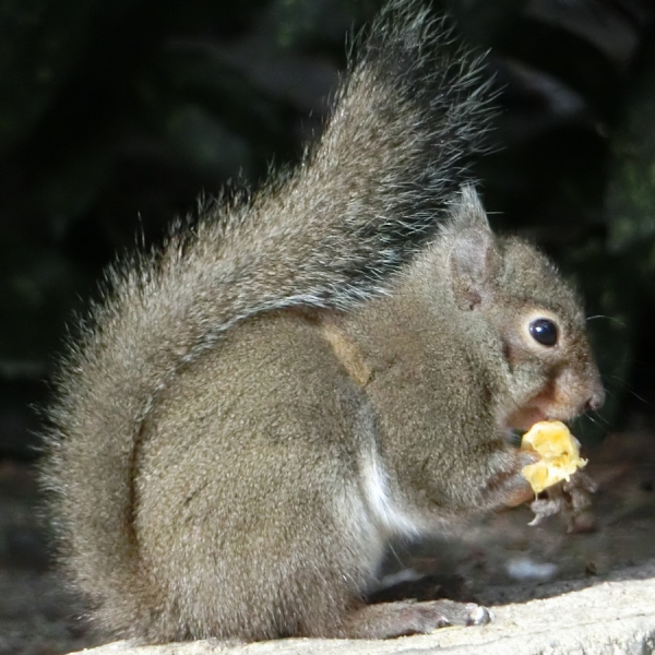 終了】2022年度「リスと小鳥の森」の期間限定公開について｜神戸市立