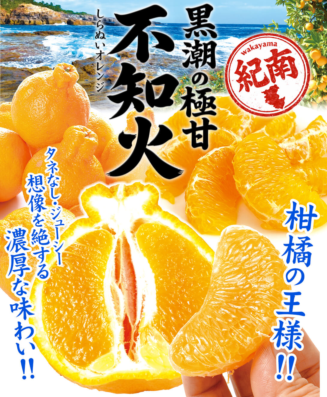国華園オンラインショップ / みかん 10kg 黒潮の極甘 不知火 しらぬい