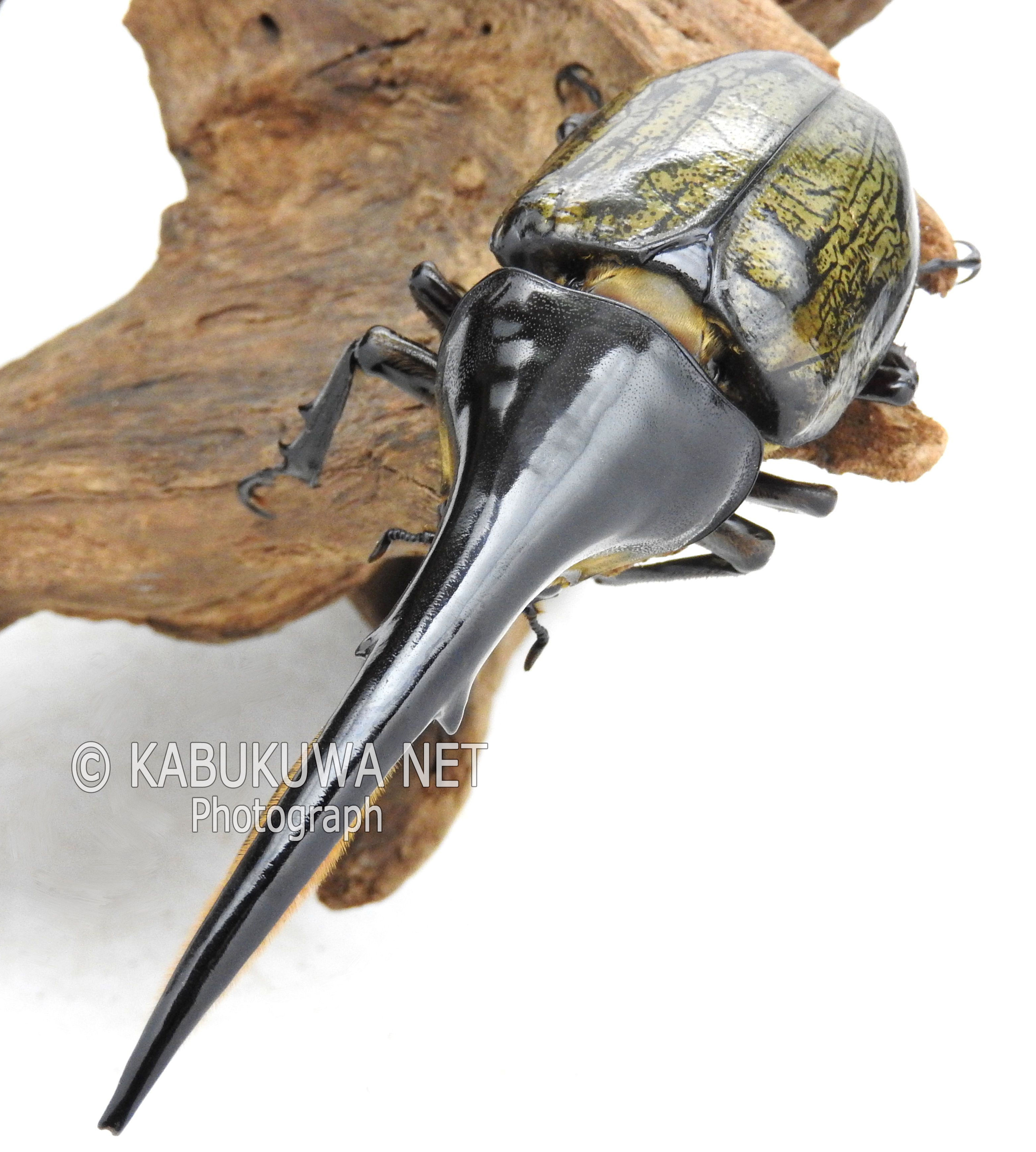 ヘラクレス・エクアトリアヌス 1－2齢幼虫 お得な4頭セット