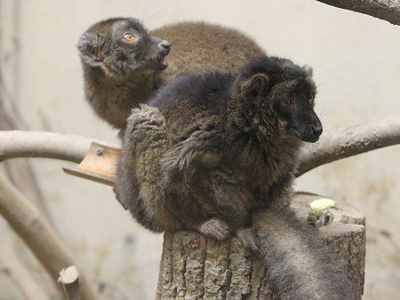 灰色の狐猿 灰色の狐猿 灰色の狐猿 ワオキツネザル（輪尾狐猿