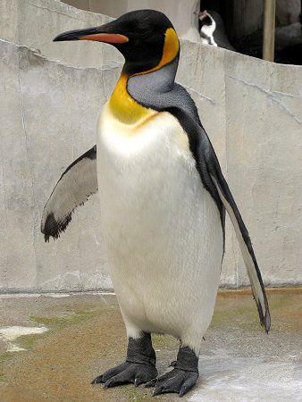 キングペンギン(KingPenguin)【かぎけんWEB】