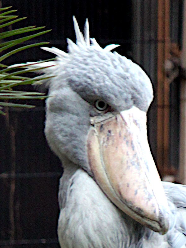 上野動物園ハシビロコウ（2023年2月8日）【かぎけんWEB】