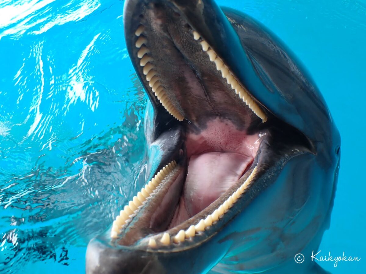 どんな形？どんな暮らし？ | 市立しものせき水族館｢海響館｣ 公益財団
