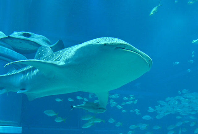 オスのジンベエザメ「海」がやってきました！ | 海遊館ニュース | 海