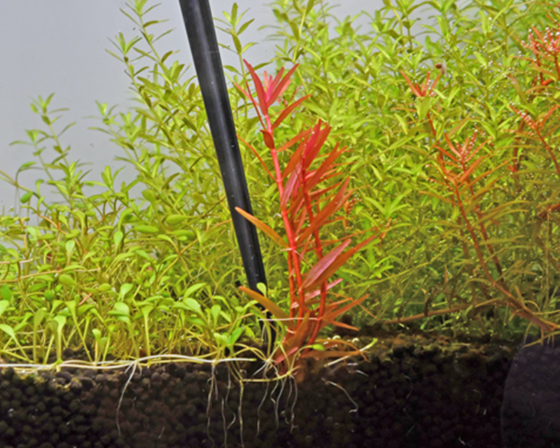 アクアフィオーレ 水草用 ハサミ・ピンセット：水草用品 ～神畑養魚