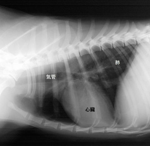 X線検査の読影について｜京都市左京区の動物病院「かもがわ動物医療