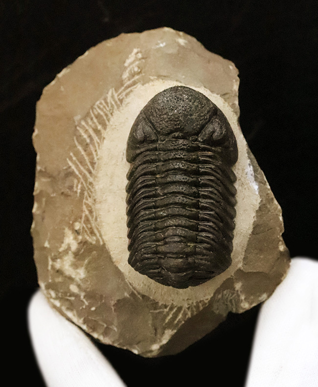 ご好評をいただいております、モロッコ産・高品質三葉虫シリーズの一角