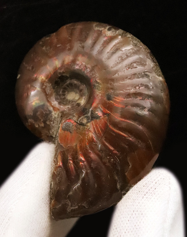 赤い遊色がひときわ美しい、マダガスカル産・約1億年前（恐竜時代）の