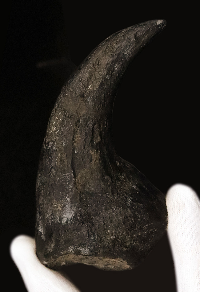 17年の社史でわずか2点目！恐竜化石コレクター垂涎の逸品…アロサウルス