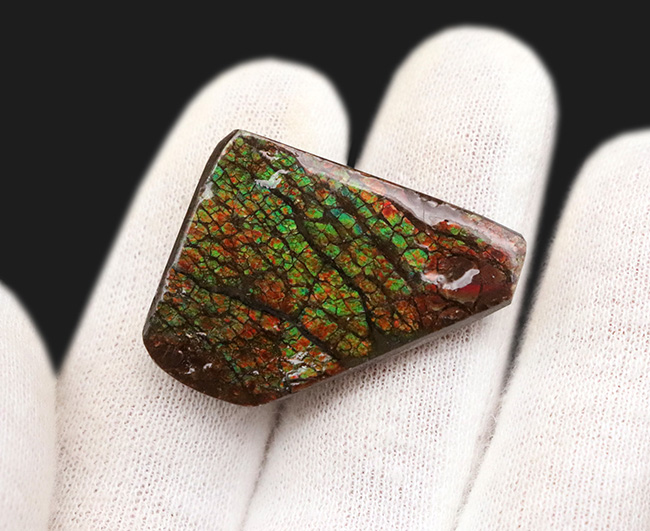 ドラゴンスキン標本！カナダ・アルバータ州の大地が生み出した、化石で