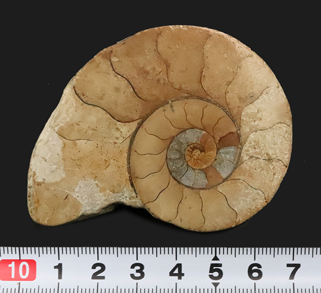 波打つ隔壁が面白い！化石の名産地、イングランド・ソマセットで採集
