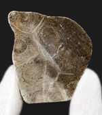 サンゴ、化石の通販・販売｜厳選した本物のサンゴ標本 | 化石セブン