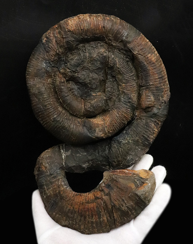 新着アイテム これぞ博物館級、日本でしか見つからない希少性マックス