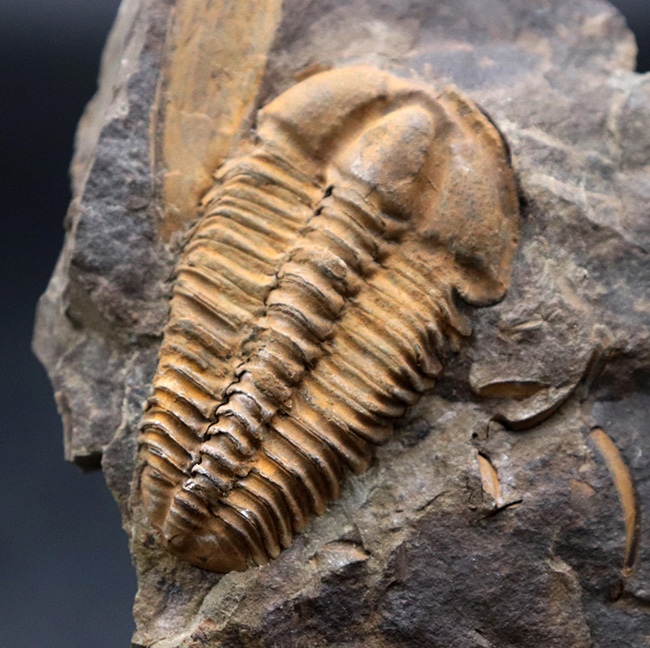 隠れた三葉虫の産出国、チェコ共和国産カンブリア紀中期の三葉虫