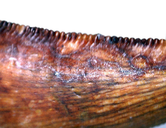 謎多き肉食恐竜、アベリサウルス科の歯化石（専用ケース付き