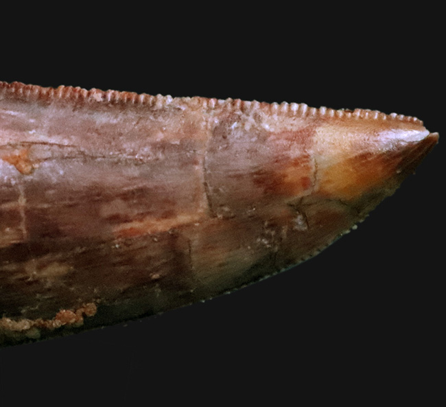 保存状態良好＆ナチュラル！モロッコのケムケム層から発見、採集された