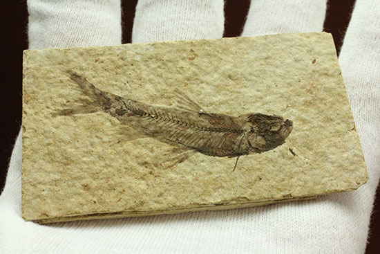 優秀な保存状態。約5000万年前の魚化石ナイティア(knightia)/新生代第