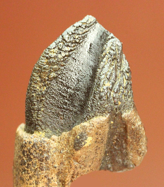 保存状態に注目！本来の形を存分に楽しめる、希少なトリケラトプスの歯