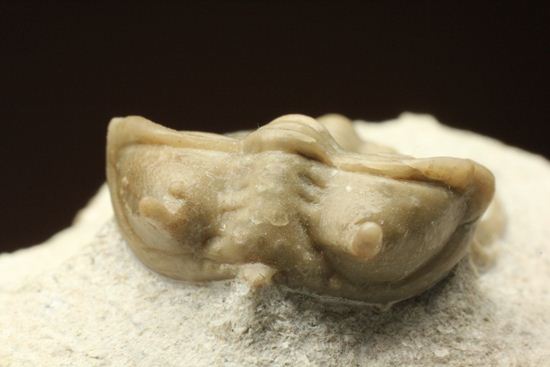 あの愛らしい繊細三葉虫が登場！ロシア産希少種キベレ・ベラトゥラ