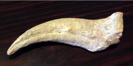 スピノサウルスの爪 恐竜 販売