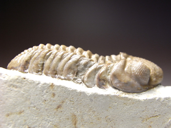 ブラックキャットマウンテン産：カイノプスKainops raymondi 三葉虫 販売