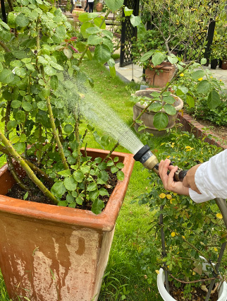 暑さ対策 8月のお手入れ｜バラと庭あそび京阪園芸公式ショップ 通販