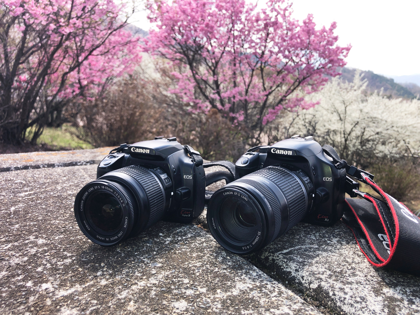 キヤノン（Canon）のEOS Kiss Digital Xレビューや写真に関する記事