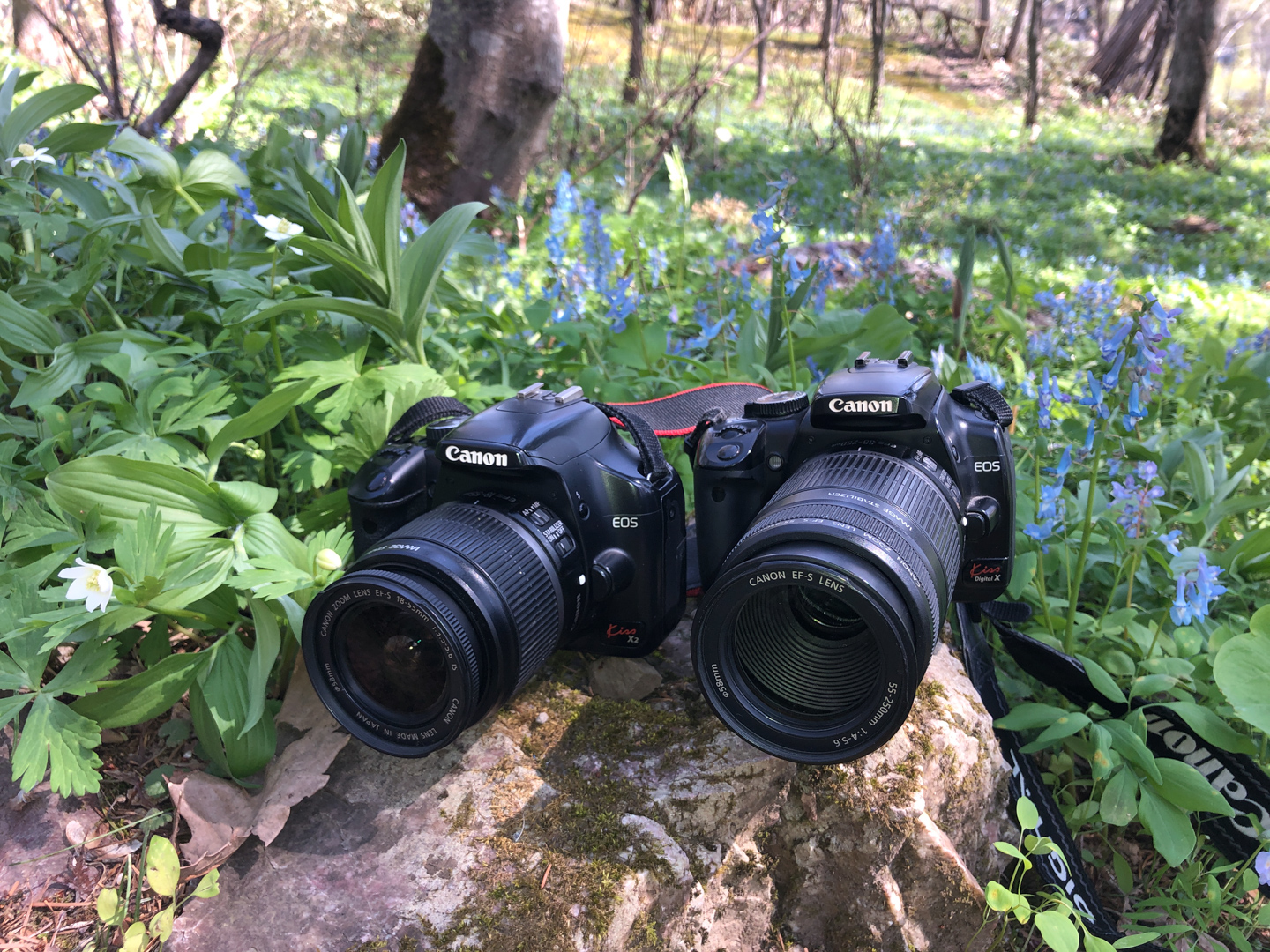 ネイチャースナップのすすめ｜格安中古で学ぶ一眼レフの基礎【露出編