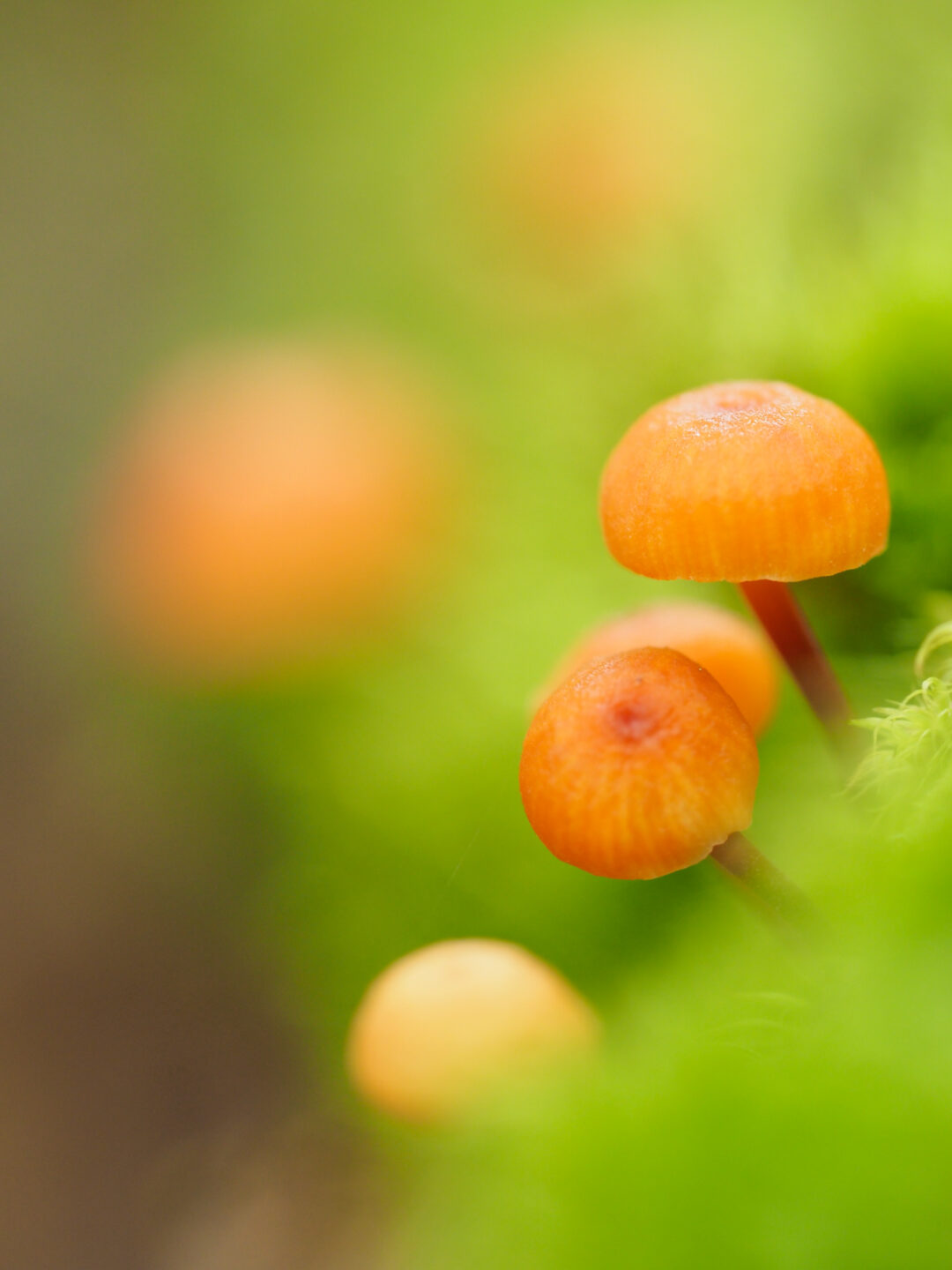 M.ZUIKO DIGITAL ED 60mm F2.8 Macroレビュー｜迷ったらこれ！世界観が