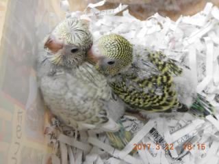 IN-2930 セキセイインコの雛 ノーマルグリーン | キットウココ ペット部