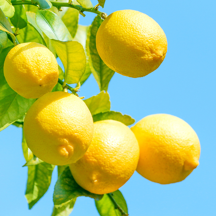 伊豆レモンサイダー - サイダー - 商品情報 - 木村飲料株式会社