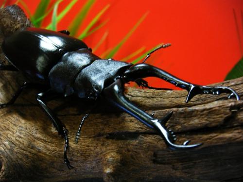 くわかぶプラネット / ギラファノコギリクワガタ(ケイスケ)幼虫 3頭セット