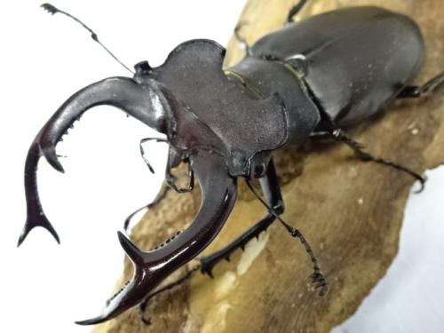 くわかぶプラネット / 【大型】ユダイクスミヤマクワガタペア