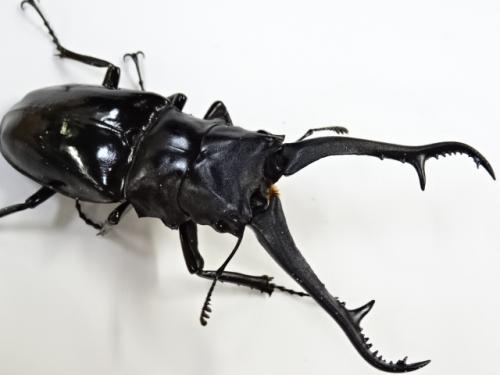 くわかぶプラネット / ギラファノコギリクワガタ(ダイスケ)幼虫 3頭セット