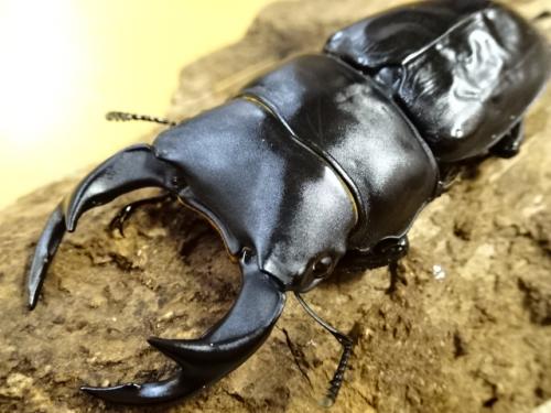 くわかぶプラネット / 【WD】国産オオクワガタペア