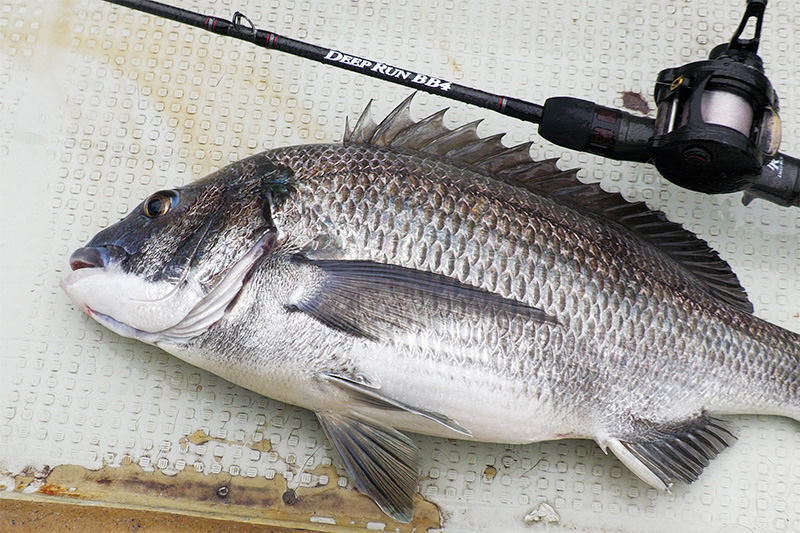 カセ筏師 DEEP RUN BB4 | 黒鯛工房